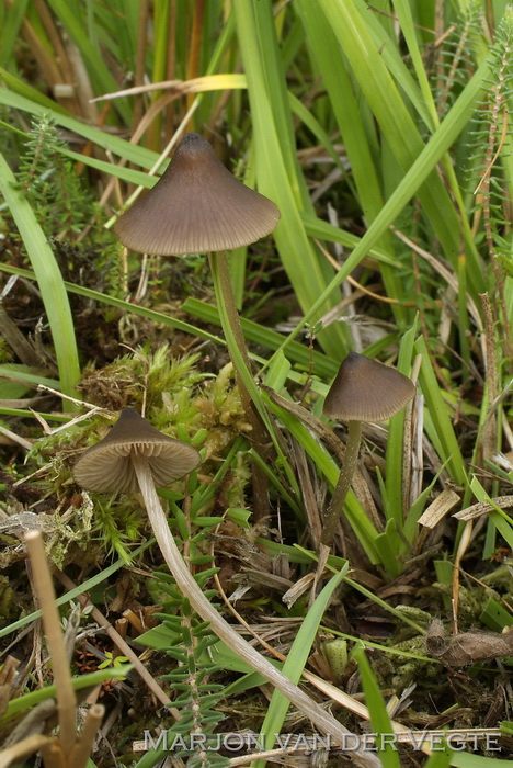 Knophaarsatijnzwam - Entoloma cuspidiferum